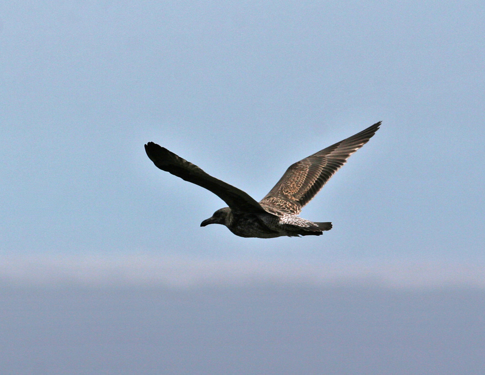 Western Gull (Larus occidentalis)