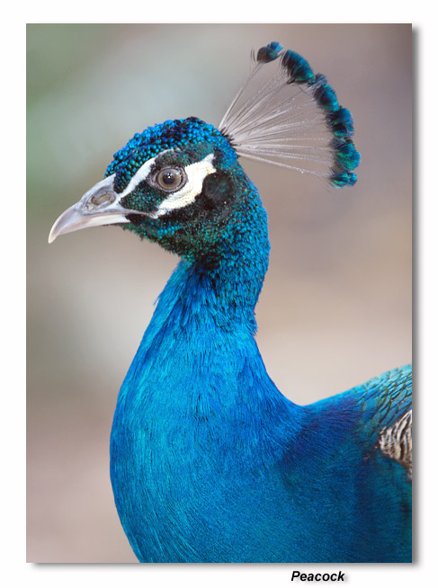 Indian Peafowl