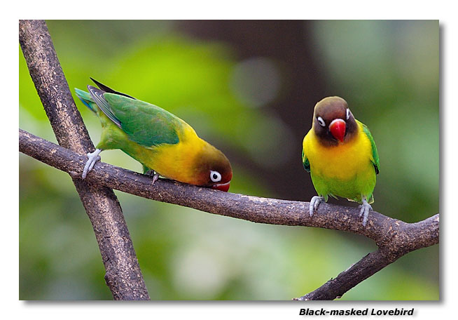 Black-masked Lovebird