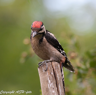 Great Spotted Woodpecker juv- Stor Flagspætte - Dendrocopos major