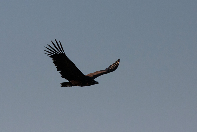 Black Vulture - Munkegrib - Aegypius monachus