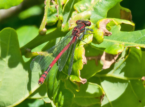 Rd Vandnymfe - Pyrrhosoma nymphula