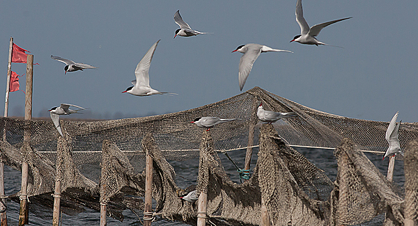 Arctic Tern - Havterner- Sterna paradisaea 