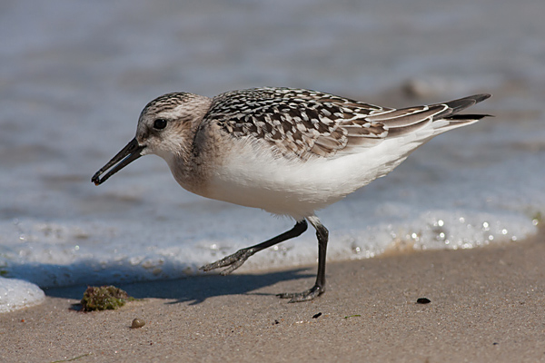 Sanderling juv - Sandlber - Calidris alba