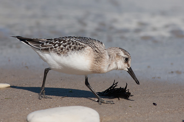 Sanderling juv - Sandlber - Calidris alba