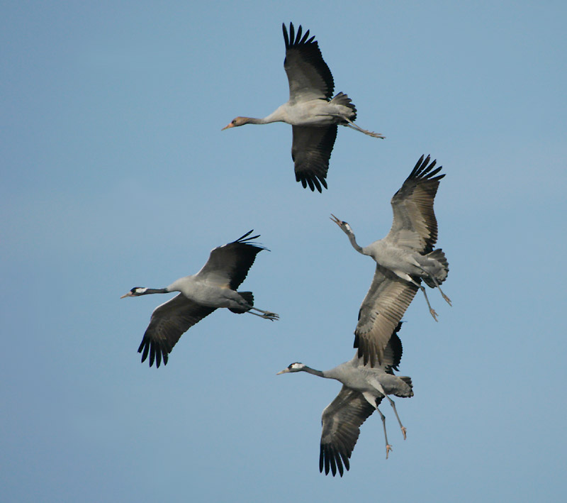 Crane - Trane - Grus grus