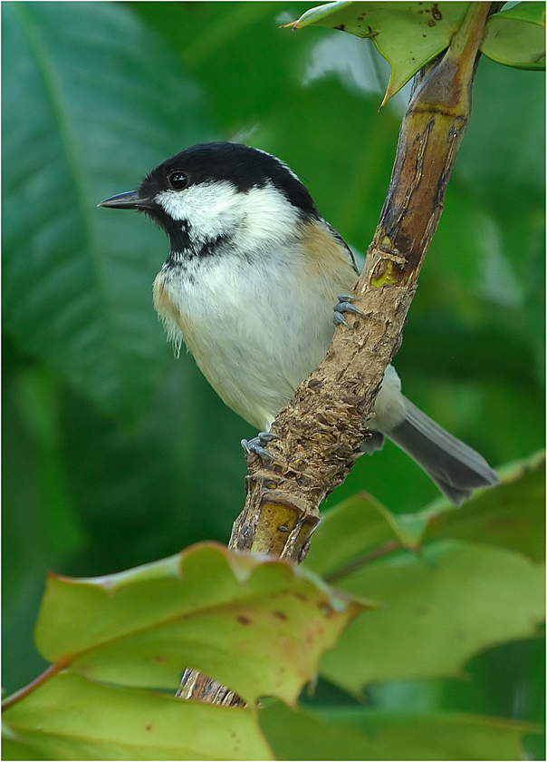 Coal Tit