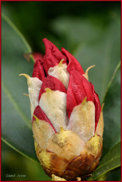 Bud Rhododendron Red