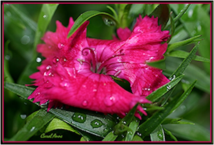 Dianthus Blossom