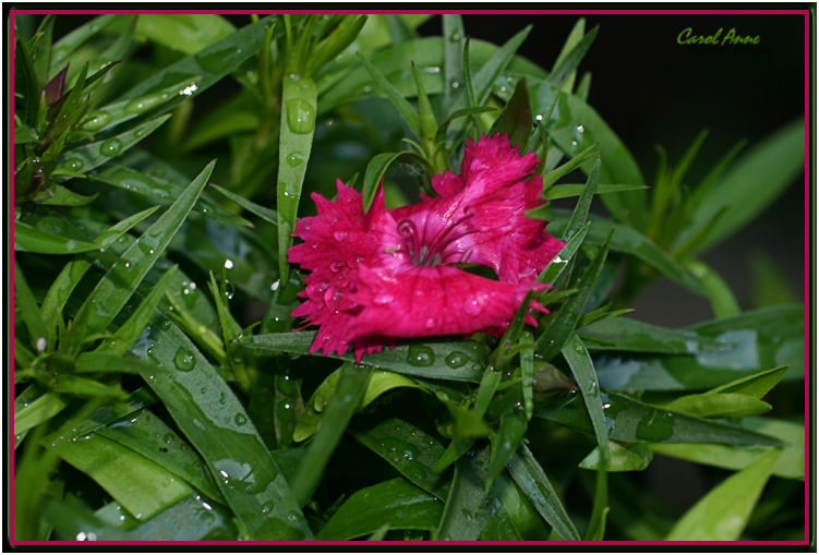 Dianthus Water Drops