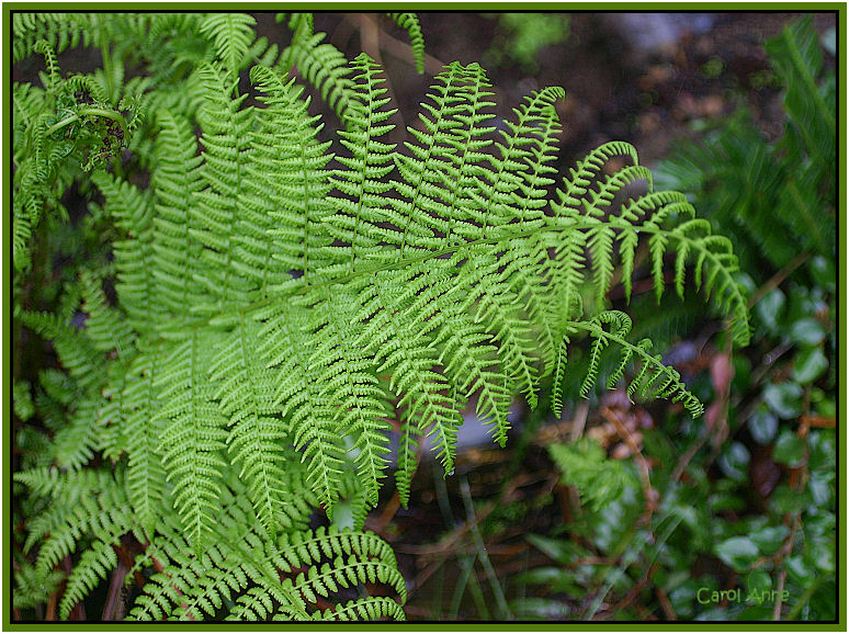 Fern On The Hill