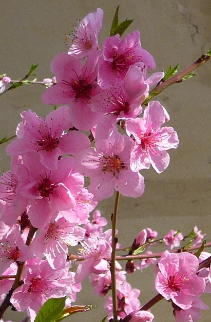 Early blossoms in march 2011