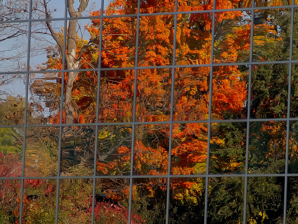 Fall reflection.jpg