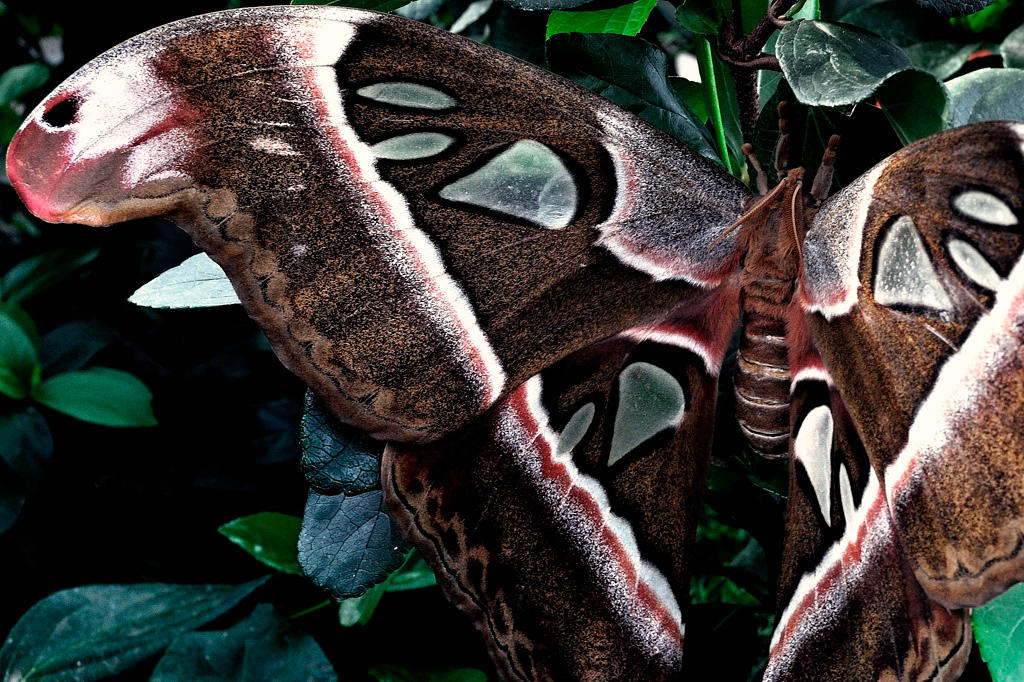 Attacus atlas- Papillon cobra