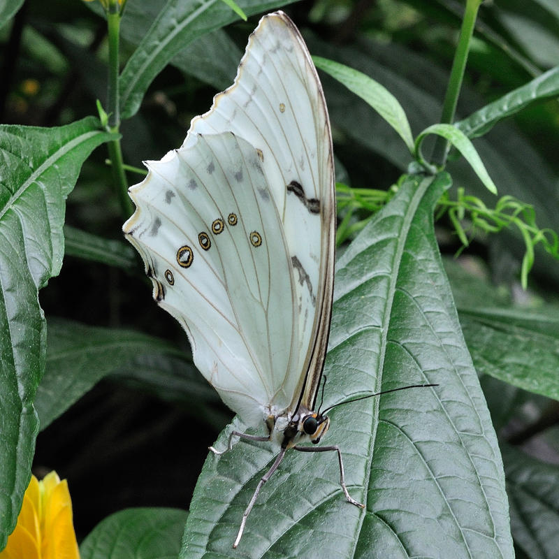 Papillons en libert