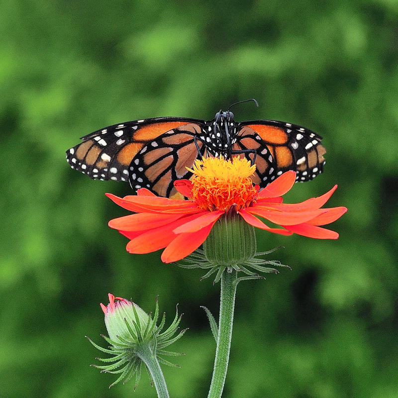 Papillons en liberts