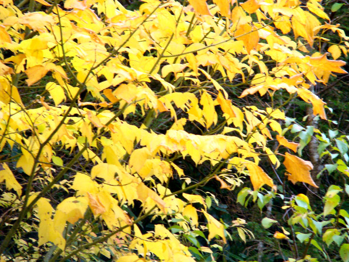 leaves5.jpg