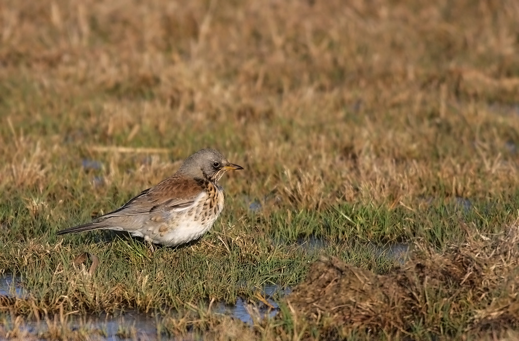 IMG_4361-1.2.09.jpg