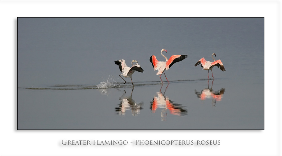 Greater Flamingo - Phoenicopterus roseus