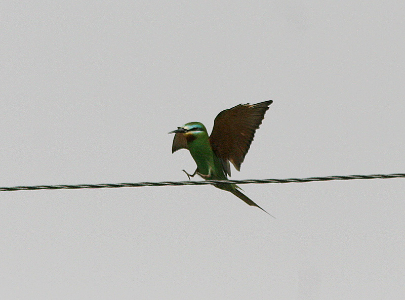 Blue-cheeked Bee-eater, Grn bitare, Merops orientalis