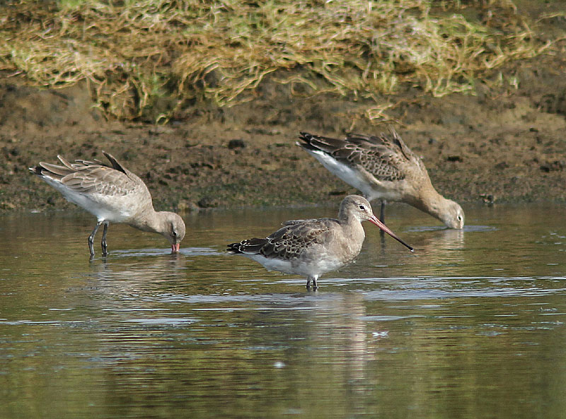 Black-tailed Godwit, Rdspov, Limosa limosa