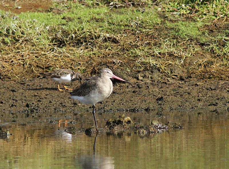 Black-tailed Godwit, Rdspov, Limosa limosa