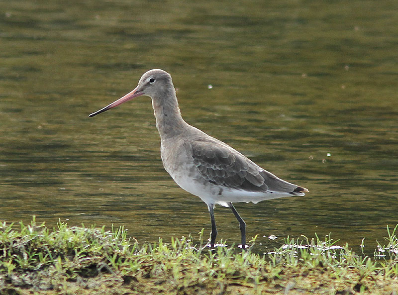 Black-tailed Godwit, Rdspov, Limosa limosa