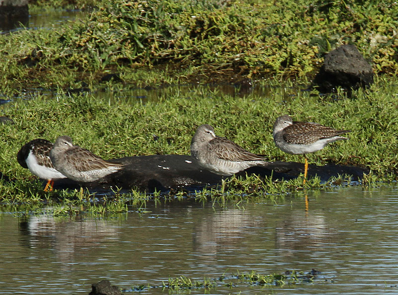 Long-billed Dowitcher, Strre beckasinsnppa, Limnodromus scolopaceus