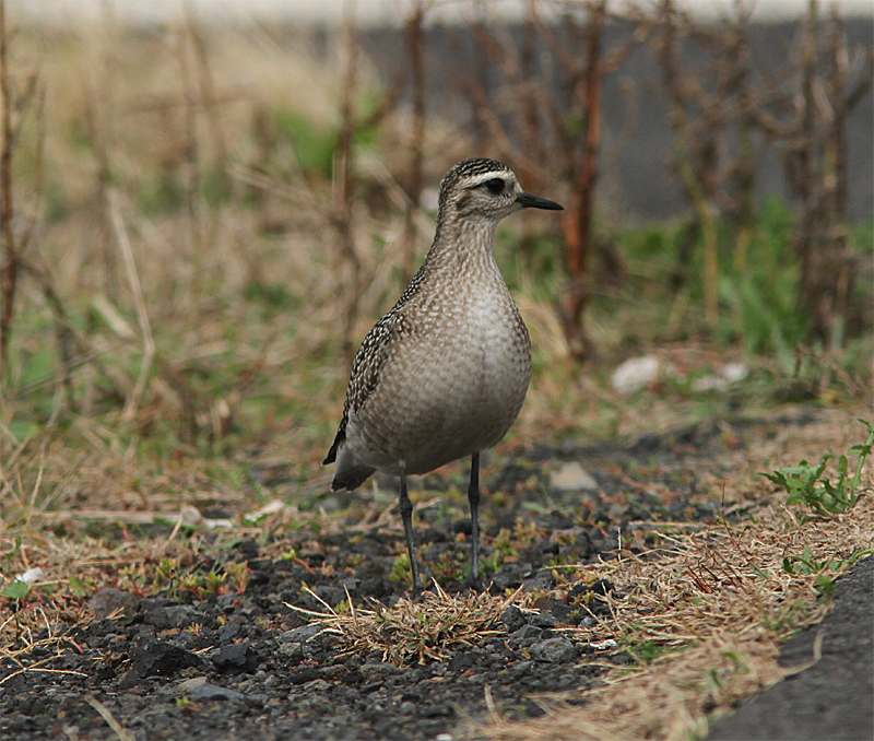 American Golden Plover, Amerikansk tundrapipare, Pluvialis dominica