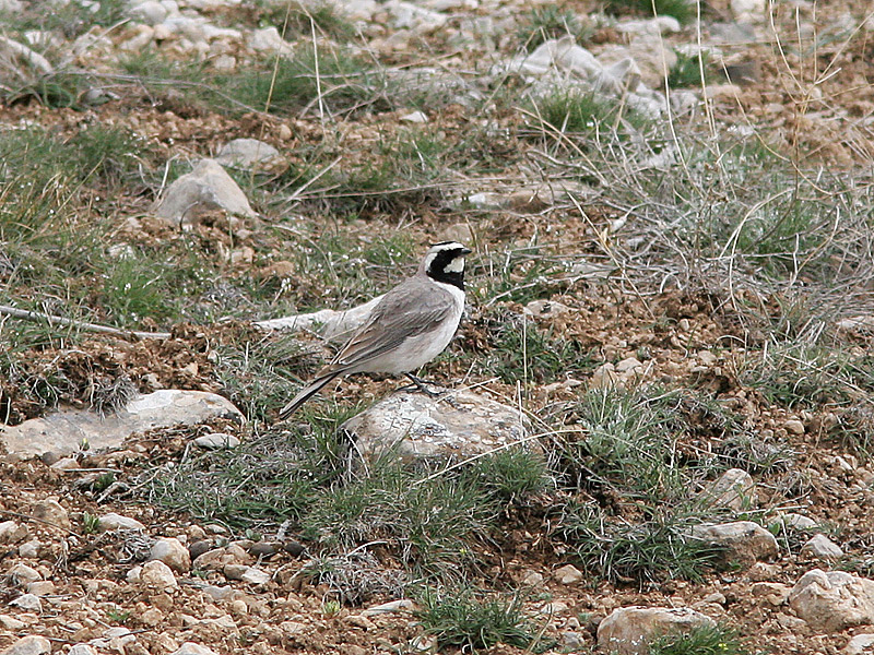 Horned Lark, Berglrka, Eremophilla alpestris pencillata