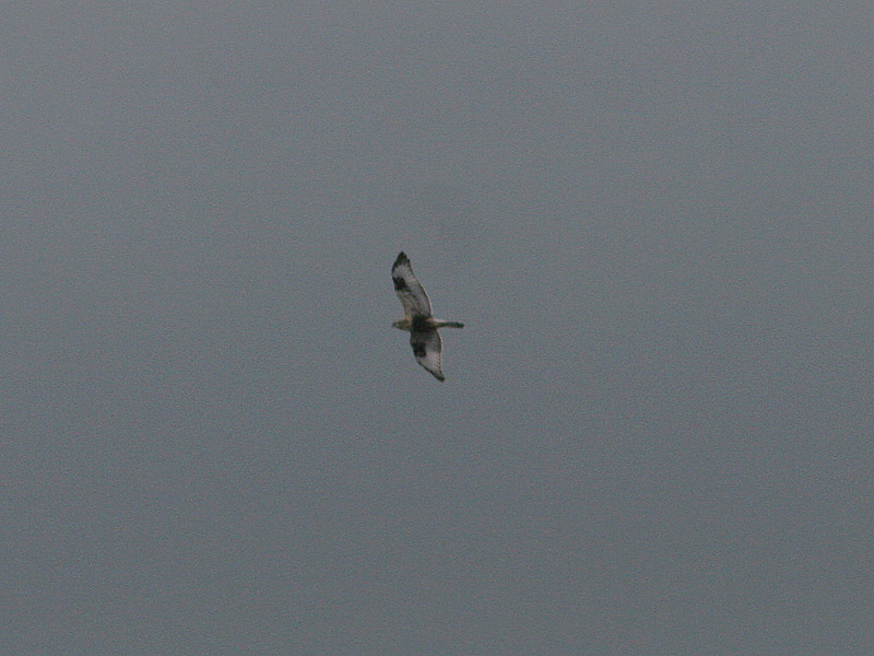 Rough-legged Hawk, Fjllvrk, Buteo lagopus