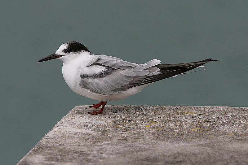 Common Tern, Fisktrna, Sterna hirundo