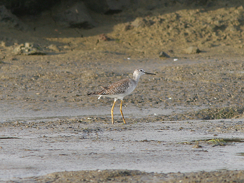 Lesser Yellowlegs, Mindre gulbena, Tringa flavipes