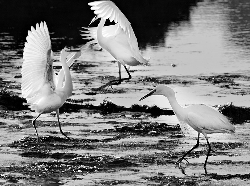 Egrets Dancing