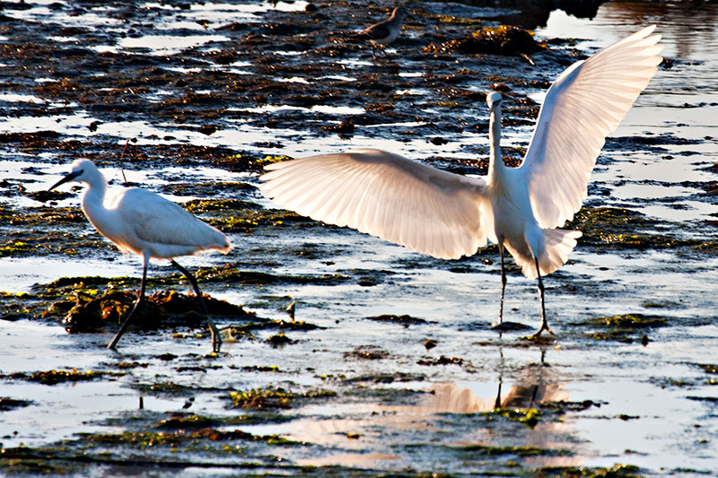 Dancing Egret