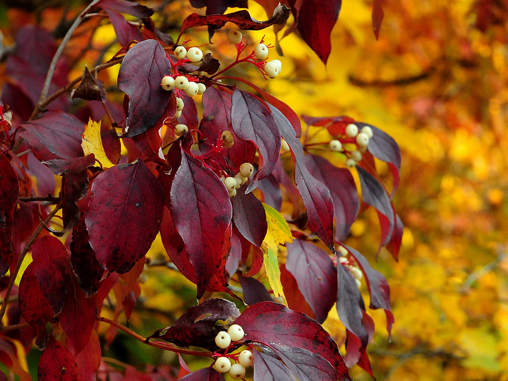 Gray dogwood2A