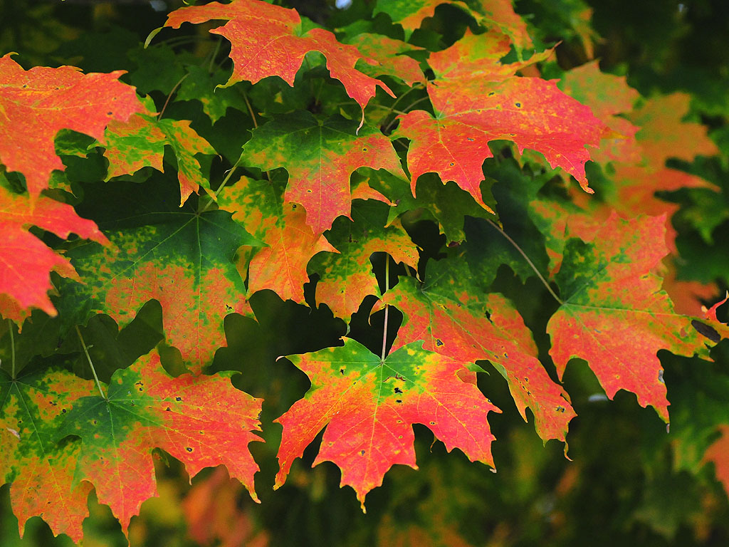 Sugar maple06
