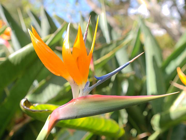 Maui flower 3886