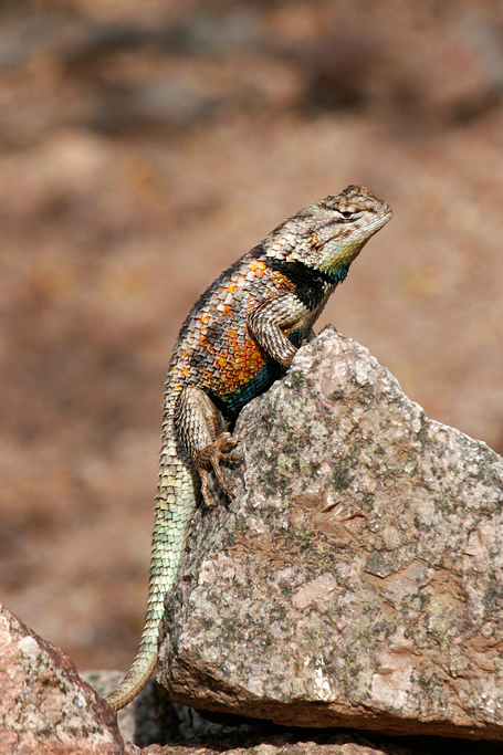 Desert Spiny Lizard.jpg