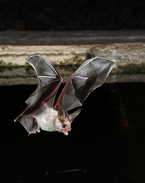 California Leaf-nosed Bat 1.jpg