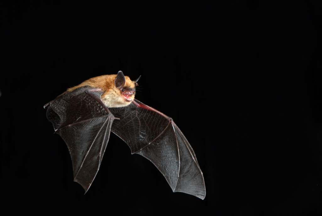 California Myotis 2.jpg