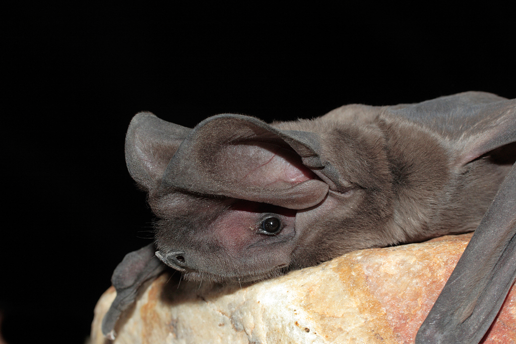 Greater Mastiff Bat 1.jpg