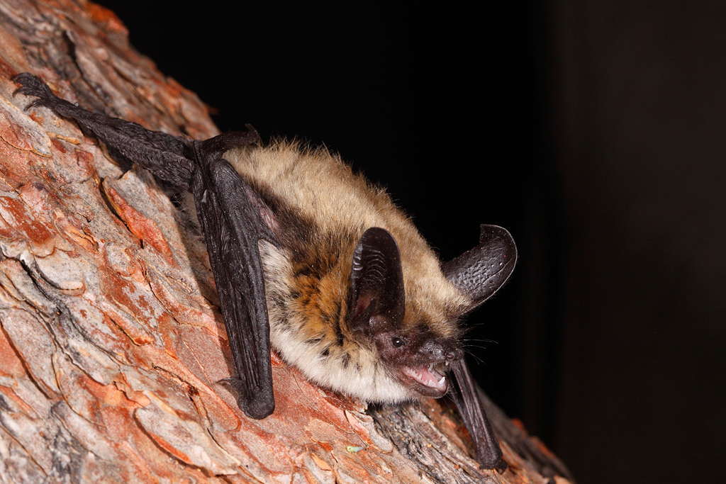 Long-eared Myotis 1.jpg