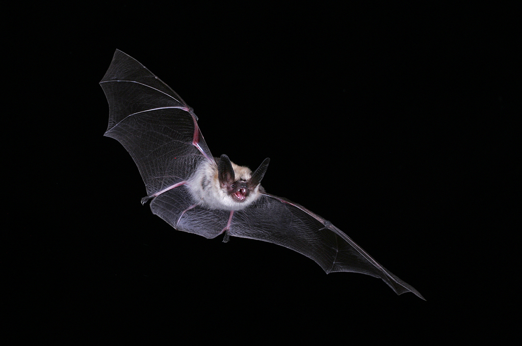 Long-eared Myotis 2.jpg