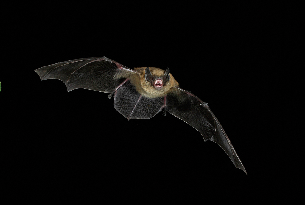 Long-legged Myotis.jpg