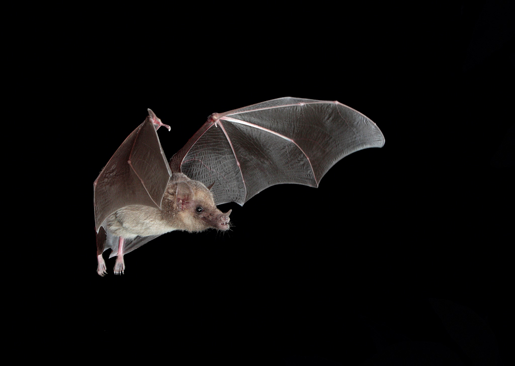 Mexican Long-tounged bat.jpg