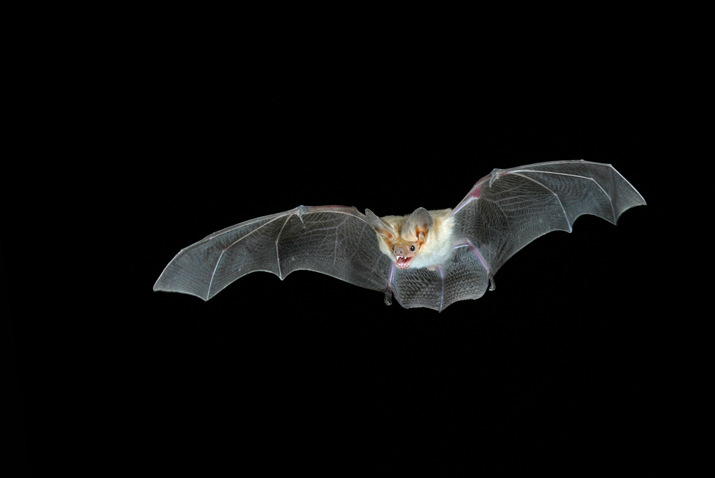 Pallid Bat 2.jpg