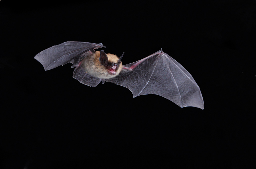 Western Small-footed Myotis 2.jpg