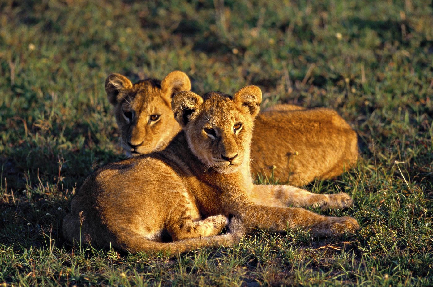 African Lion Cubs.jpg