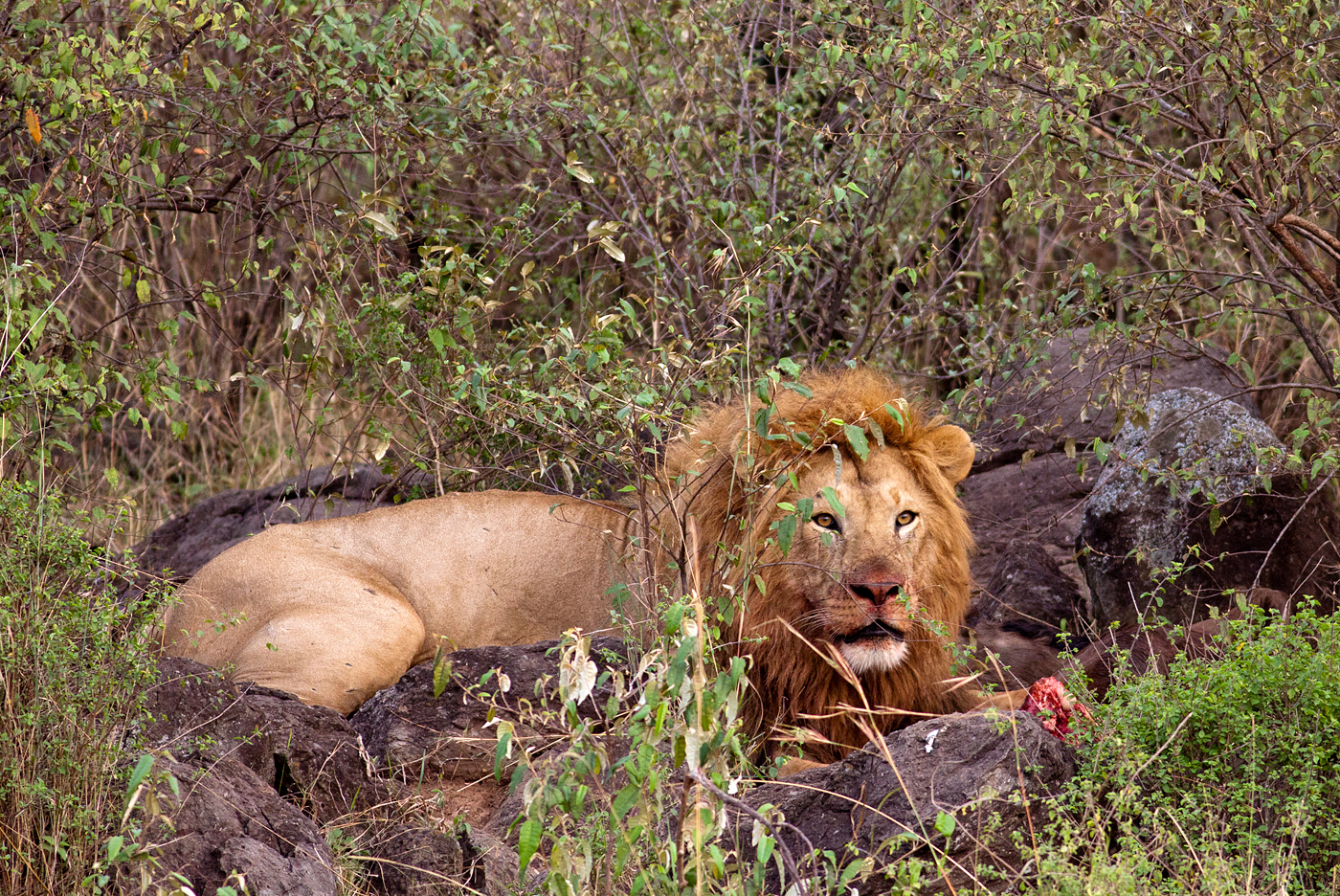 African Lion 1.jpg